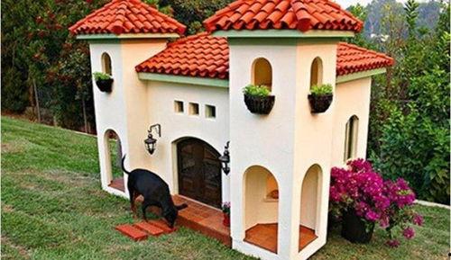 大学与狗窝在线观看,一场别开生面的在线观看之旅  第3张