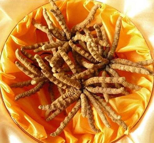 虫草新闻爆料,揭秘虫草市场乱象与真相  第3张